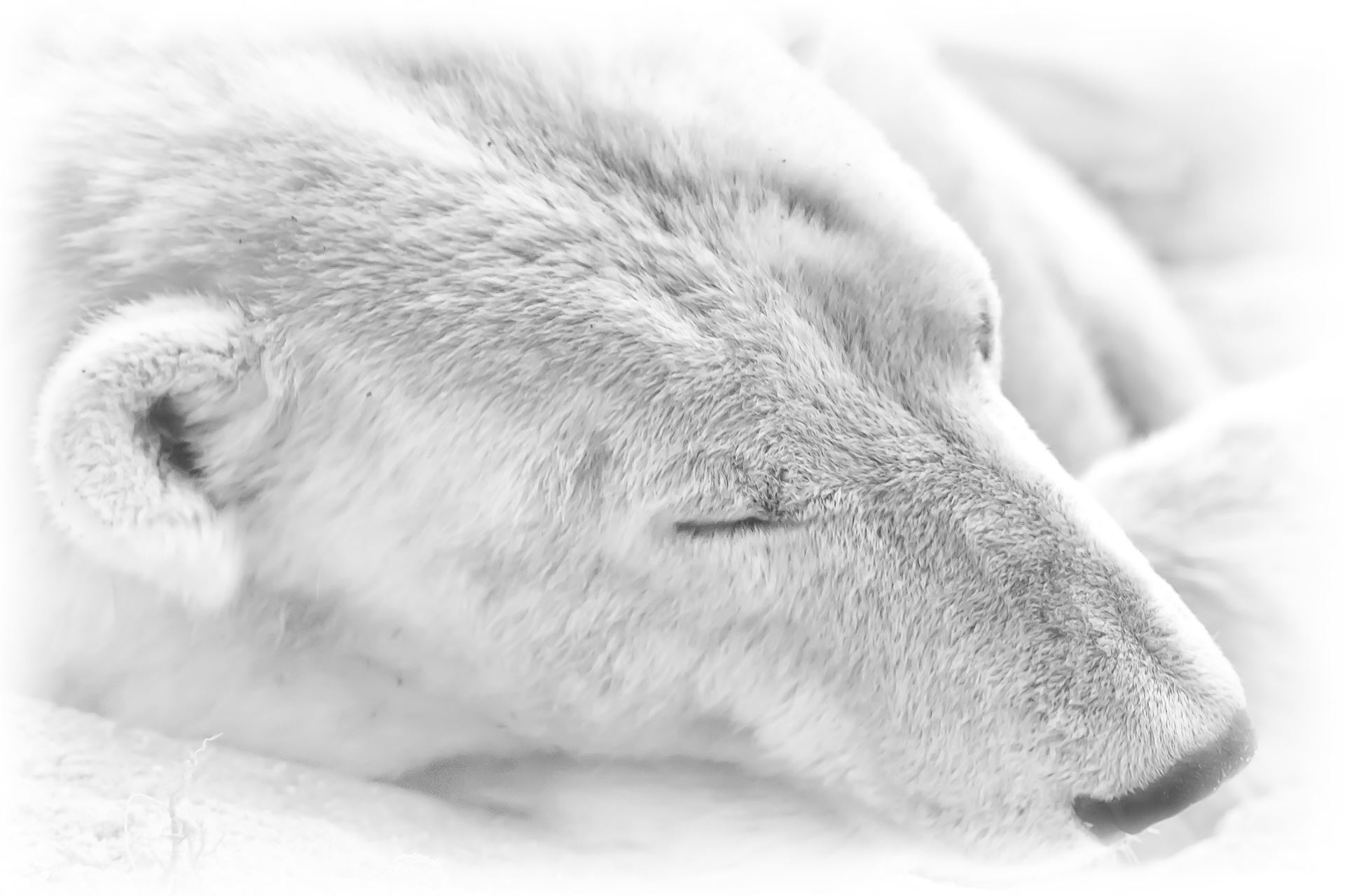 eisbaer kaelte-weck offenbach-hundheim